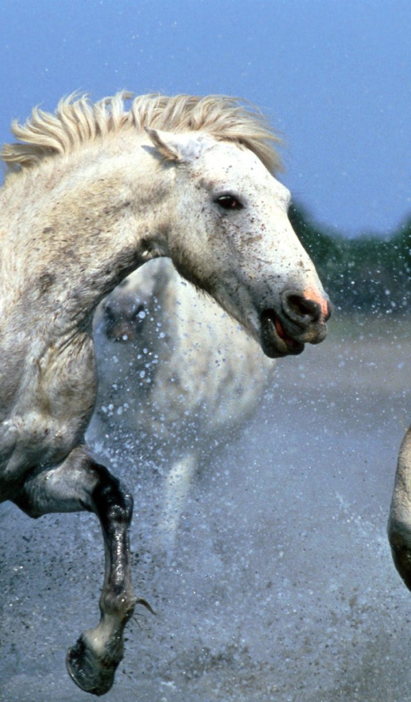 Вечерняя прогулка