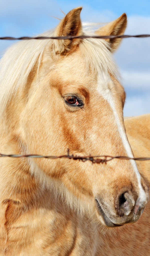 Лучшая лошадь