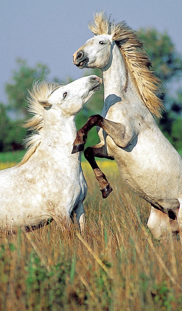 Драка лошадей