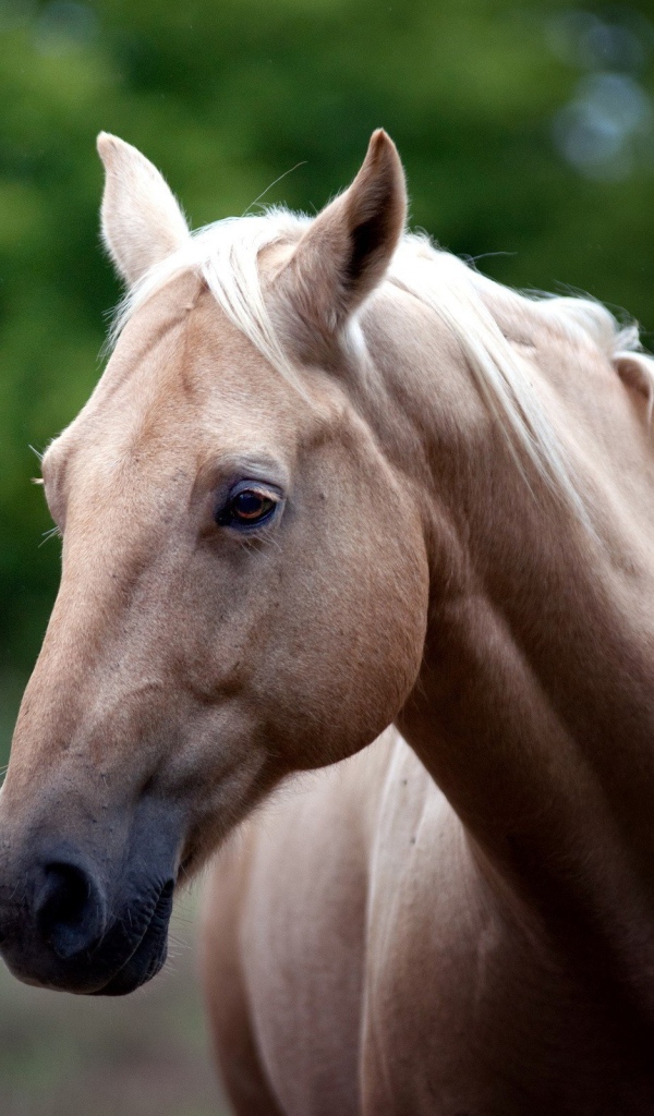 Голова белой лошади