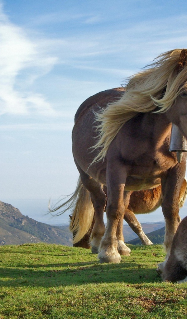 Лошади на холме