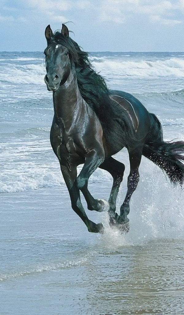 Лошадь скачет по берегу моря