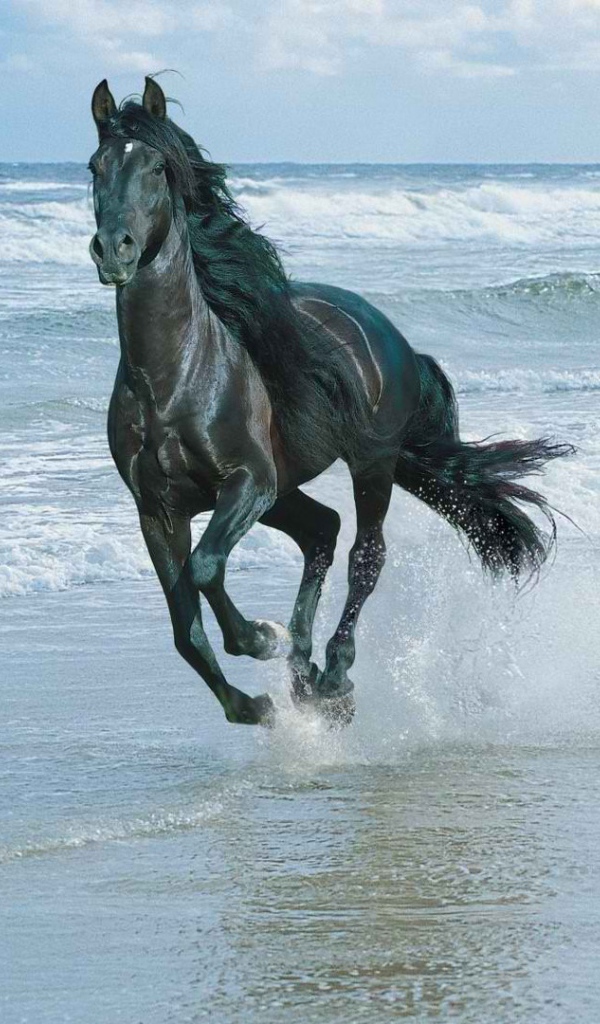 Лошадь скачет по берегу моря