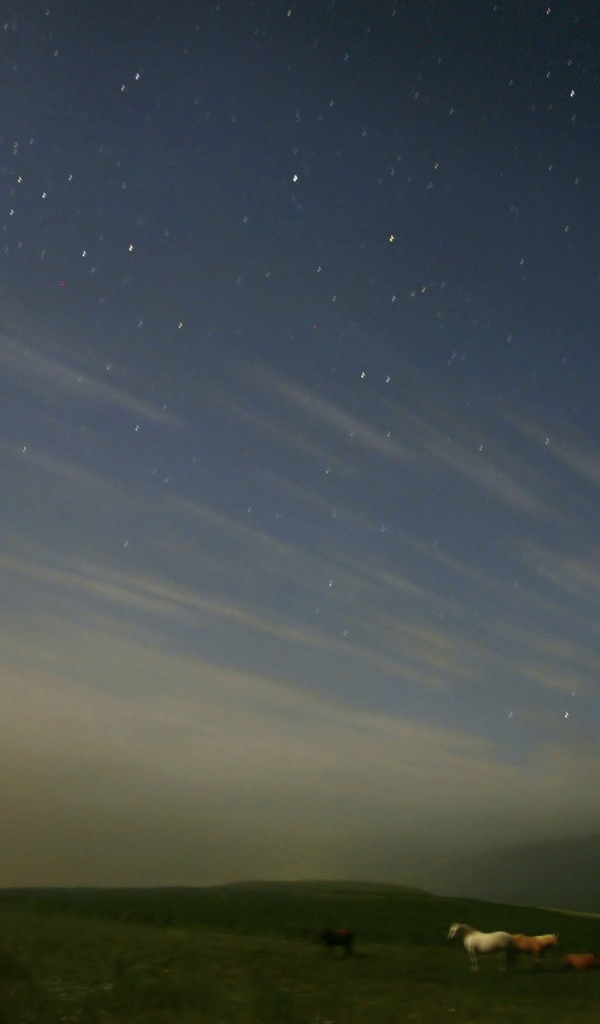 Лошади под звездным небом