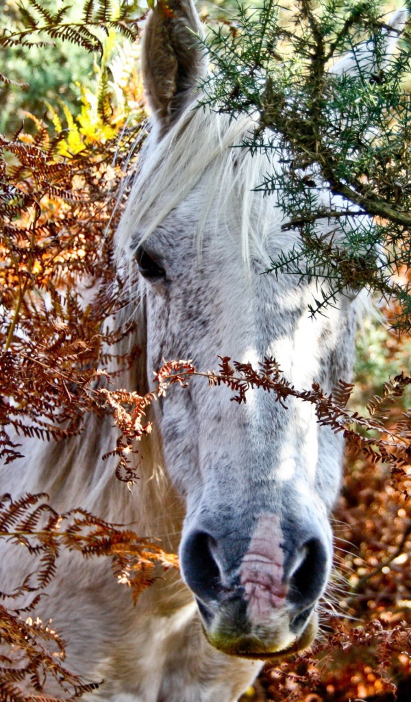 Морда белой лошади