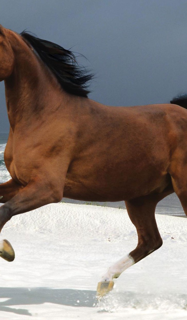 Лошадь на пляже