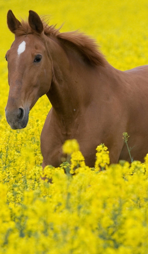 Лошадь в желтых цветах