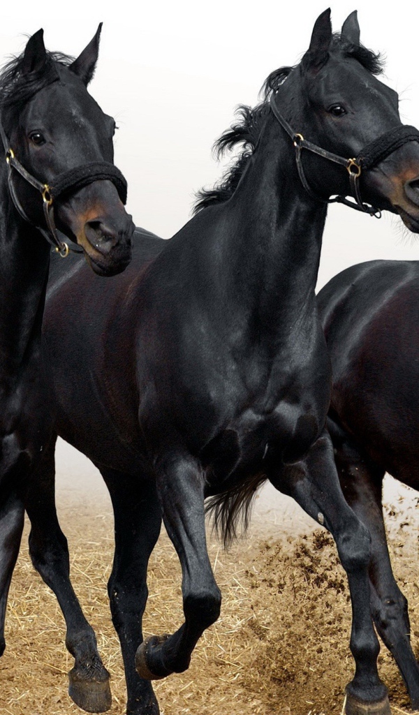 Три черных коня