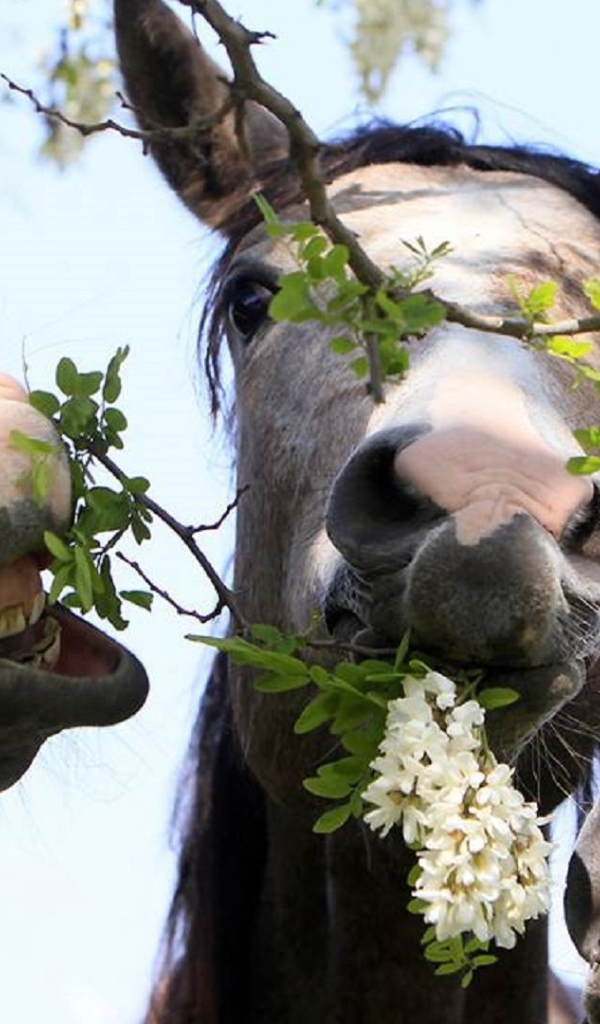 Тройка лошадей