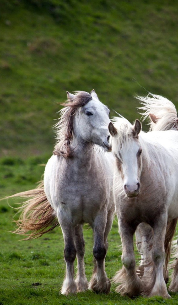 Тройка белых лошадей