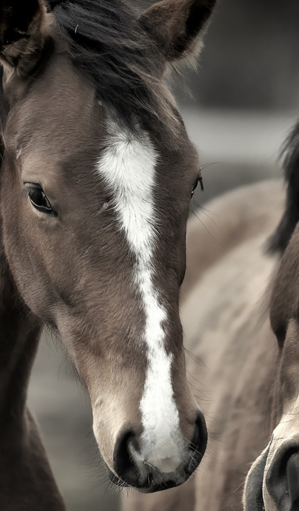 Два роскошных коня
