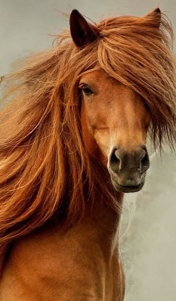 Лошадь с пышной гривой