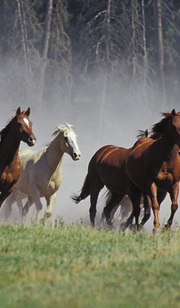 Табун лошадей