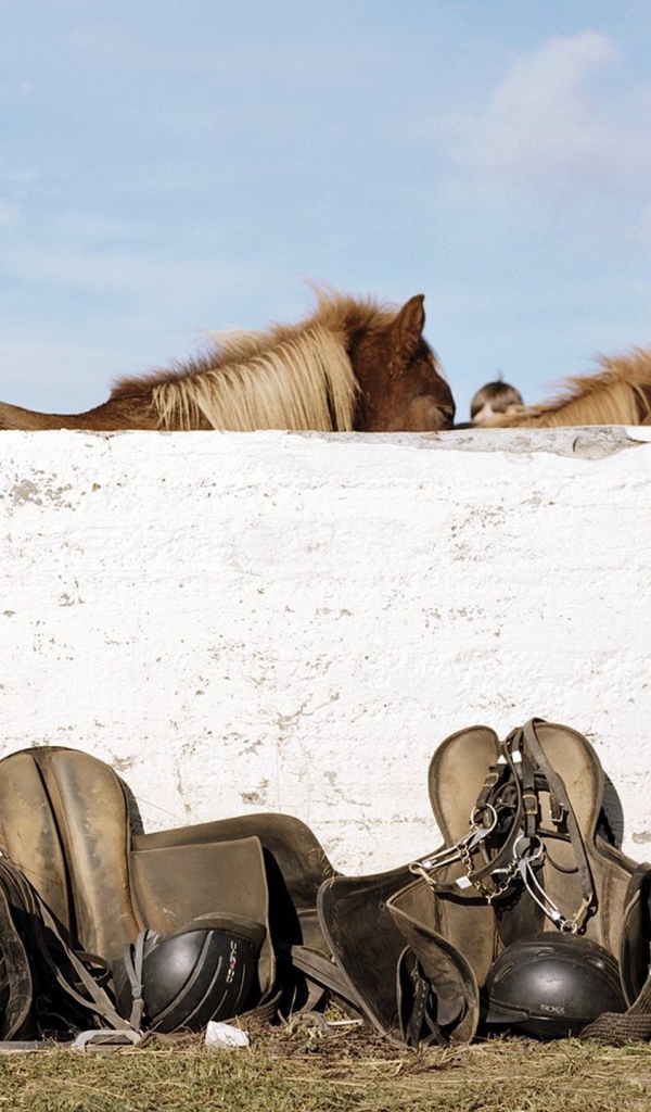 Лошади и седла
