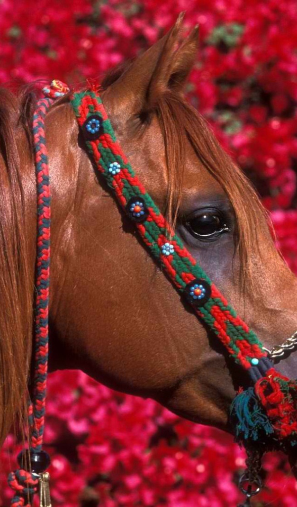 Голова лошади