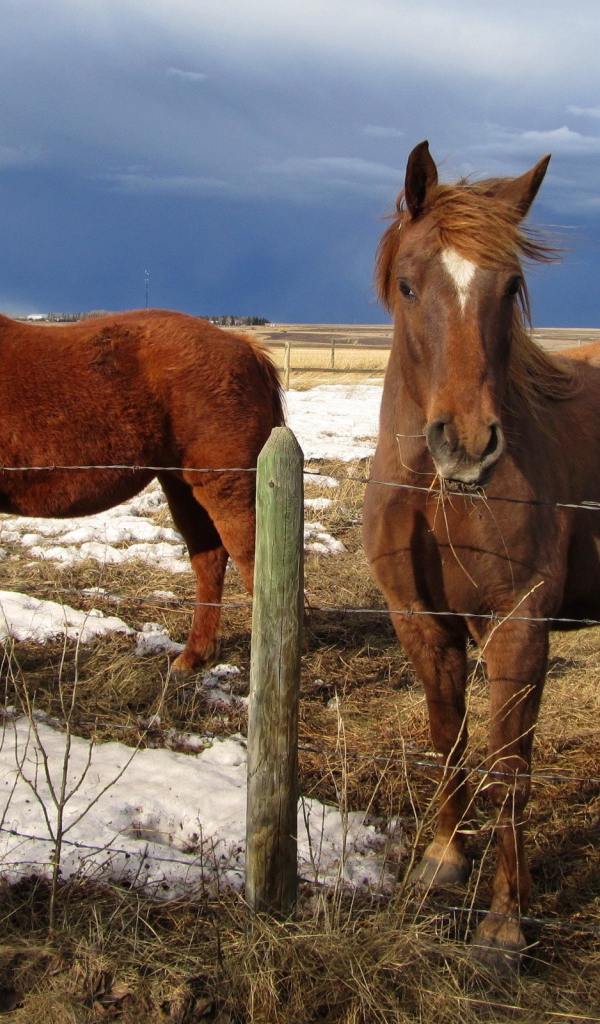 Лошади на весеннем пастбище