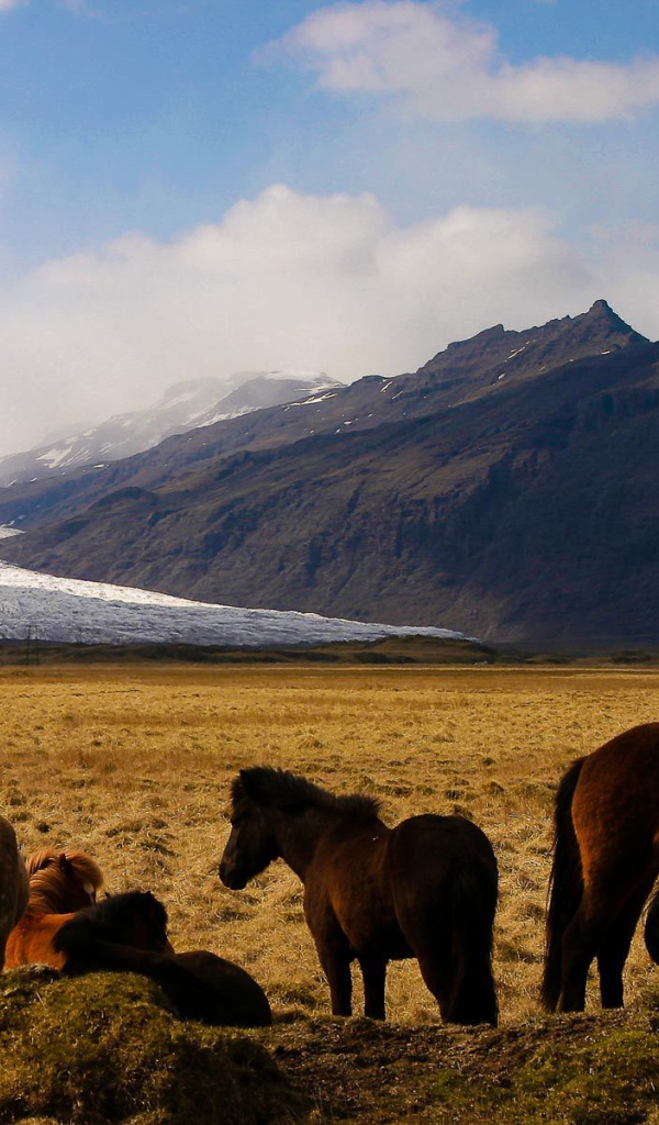 Лошади в горах