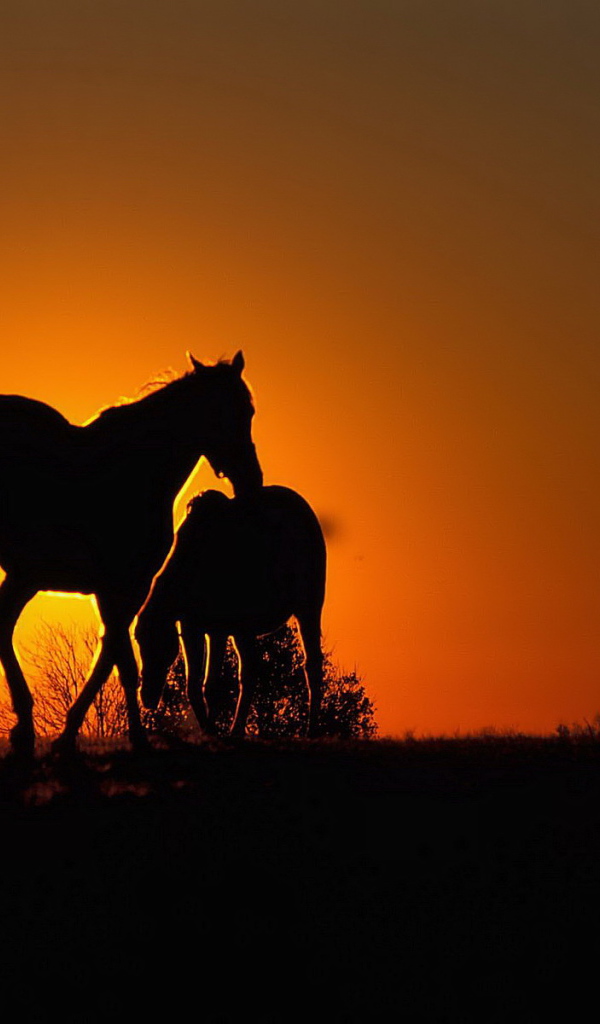 Силуэты лошадей на солнце