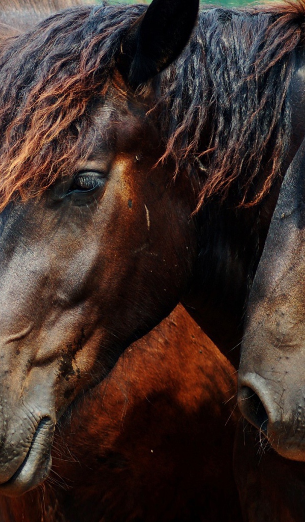 Головы трех лошадей