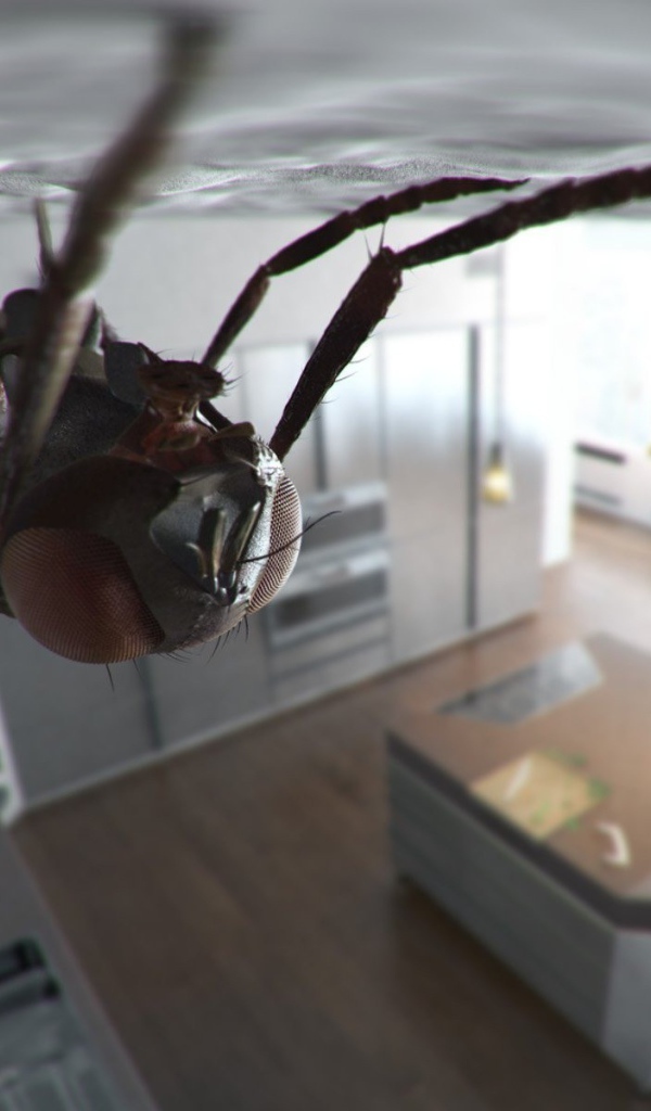 Муха сидит на потолке