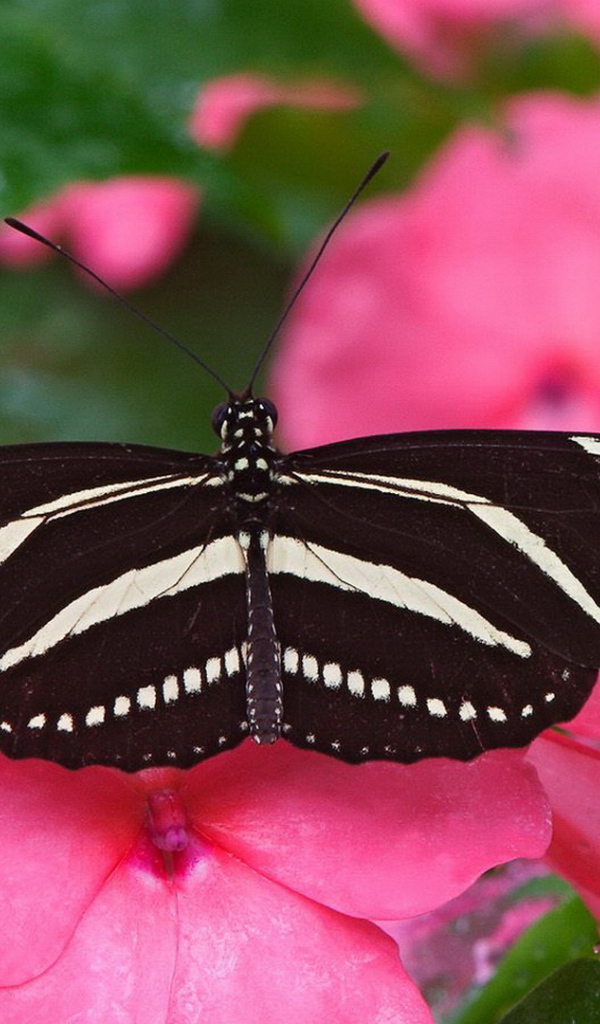 Большая черно белая бабочка