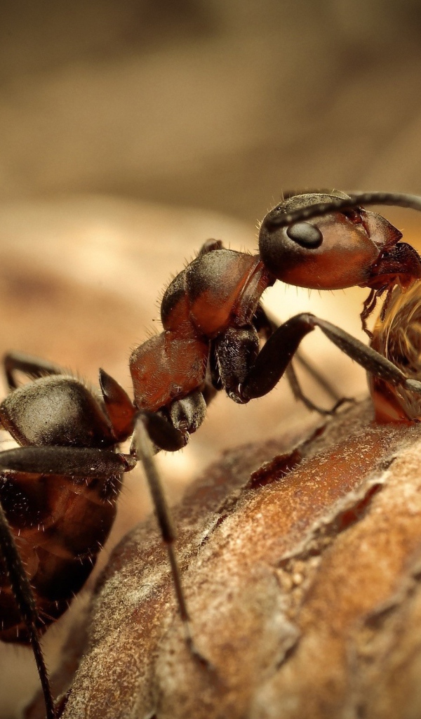 Муравей пьет воду