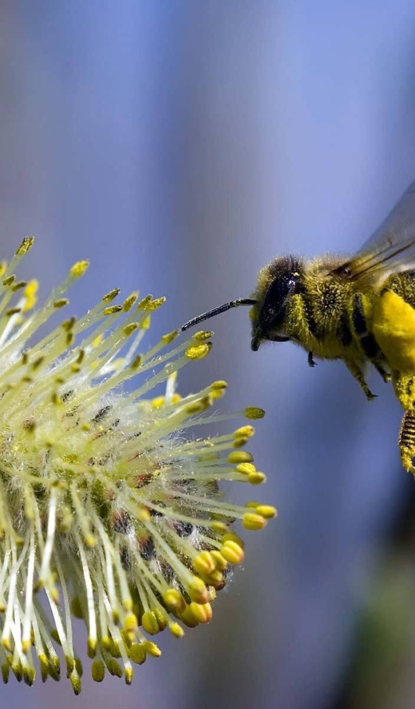 Пчела в полете