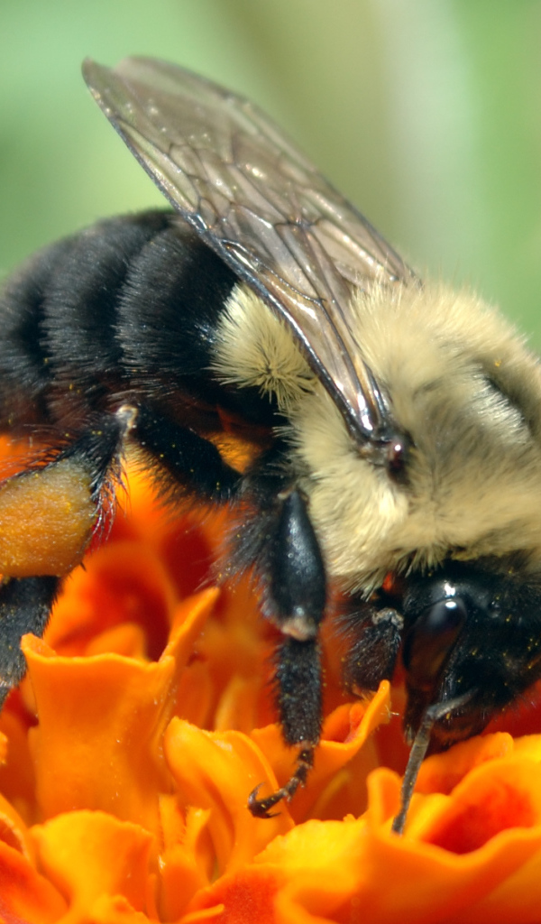 Пчела на оранжевом цветке