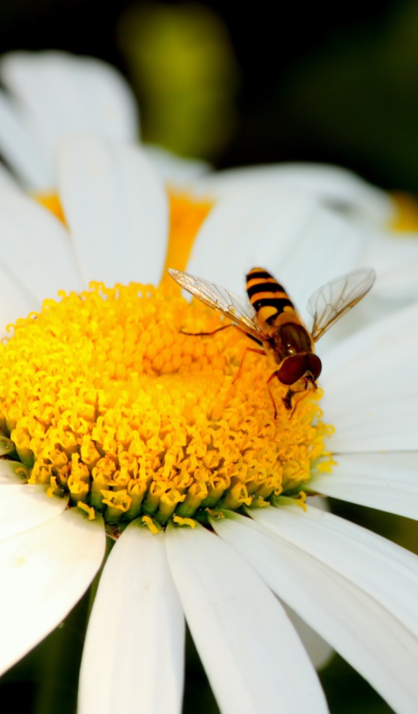 Пчела на ромашке