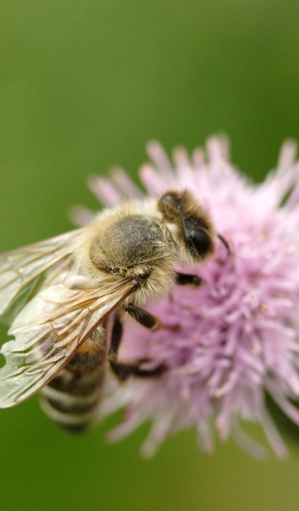 Пчела на клевере