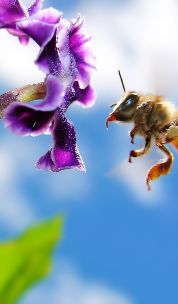 Пчела на цветке