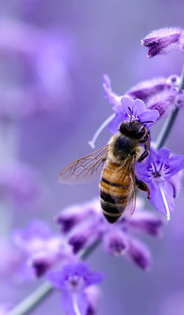 Пчела на фиолетовом цветке