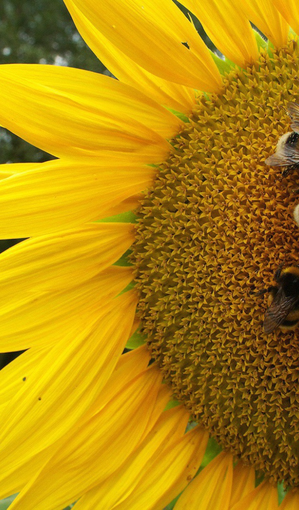 Пчелы на подсолнухе