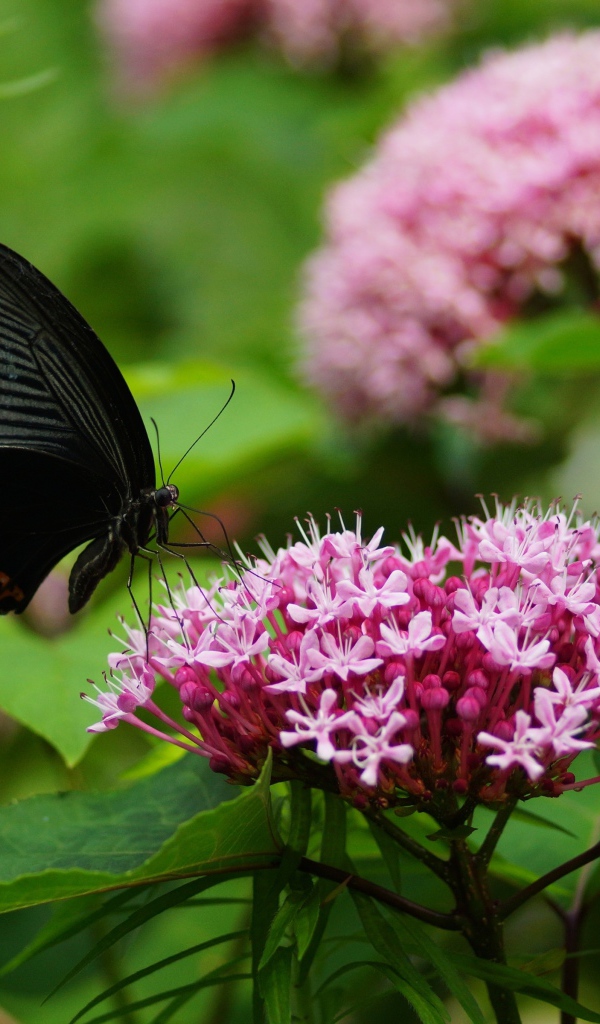 Черная бабочка