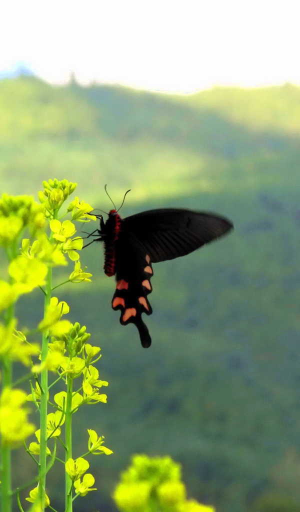 Черная бабочка на желтом цветке