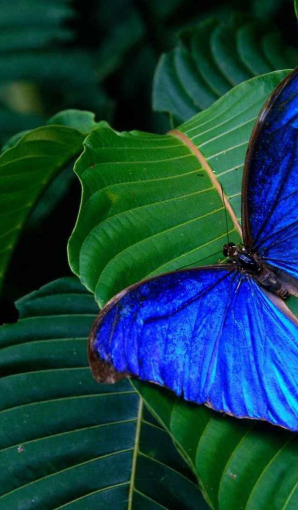 Синяя бабочка