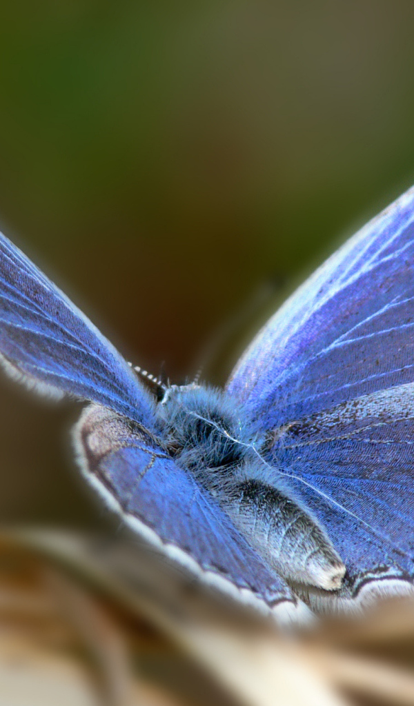Голубая бабочка