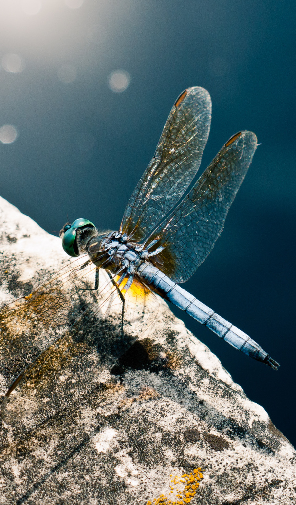 Голубая стрекоза
