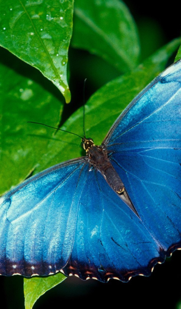 Голубая бабочка