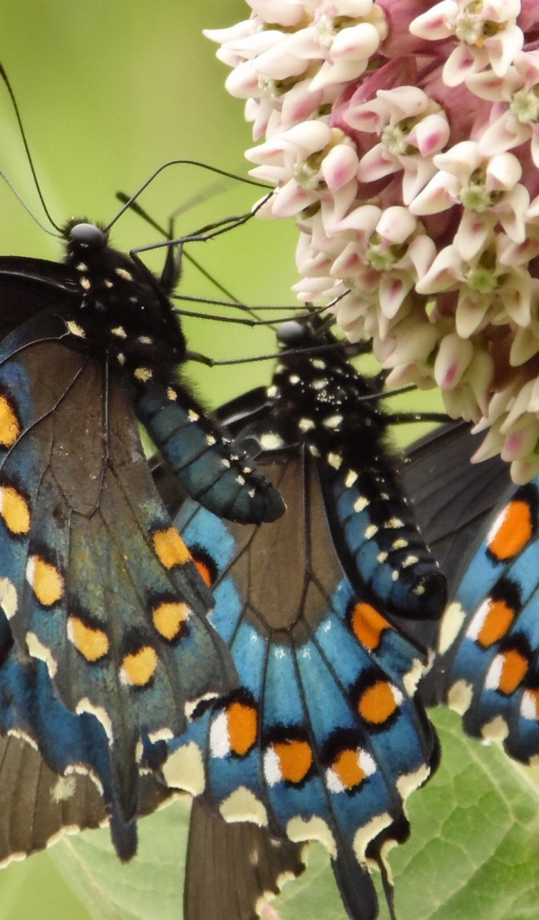 Бабочки слетелись на цветок