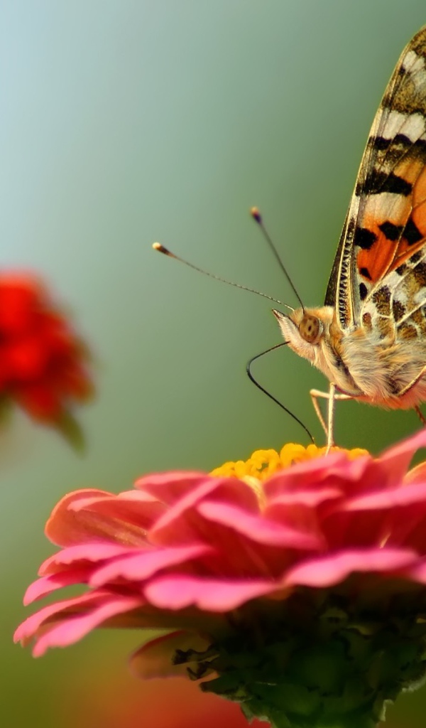 Бабочка на красном цветке