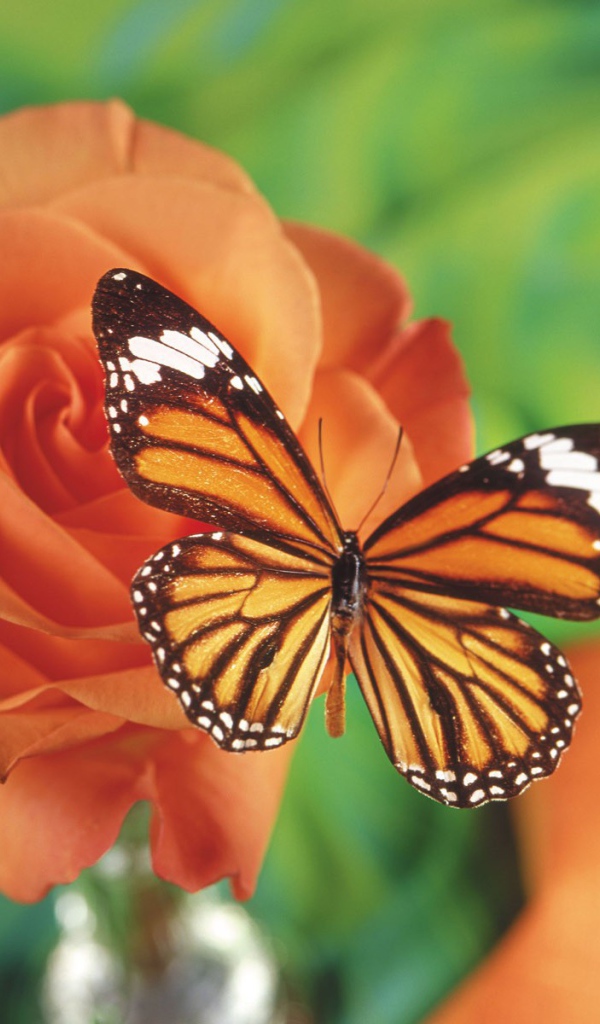 Бабочка на красной розе