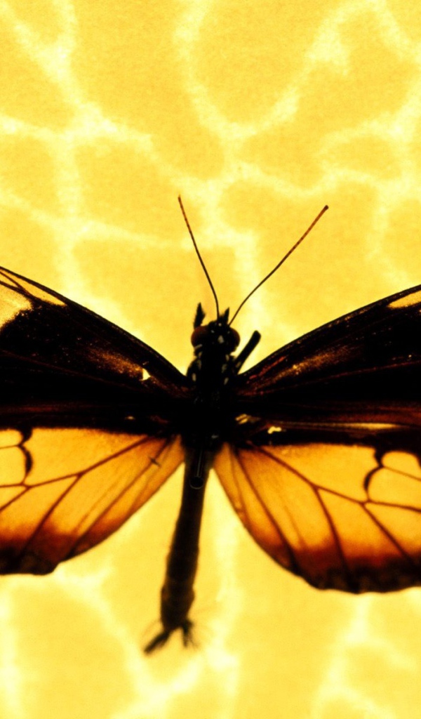 Бабочка на желтом фоне