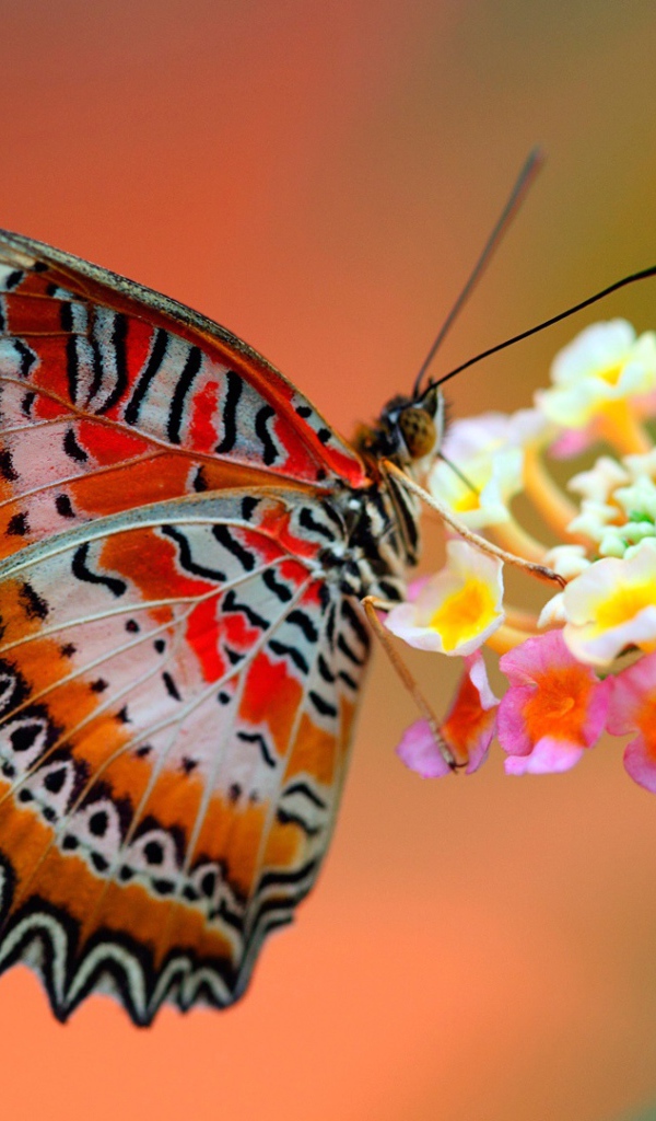 Бабочка на цветке