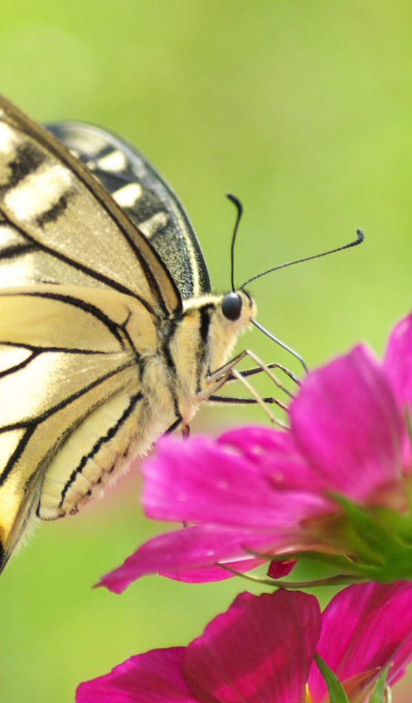 Бабочка на розовом цветке