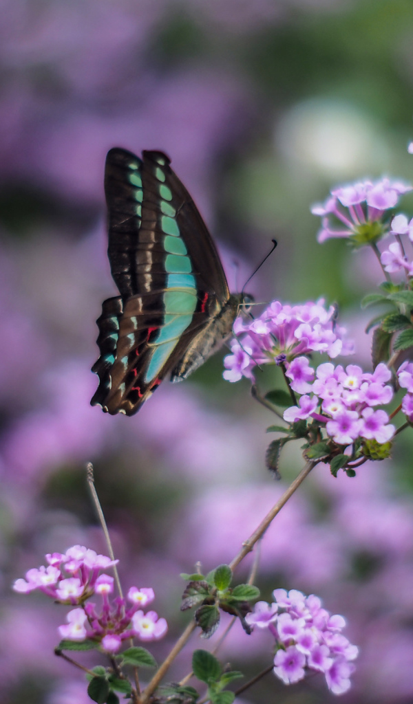 Бабочка на сиреневых цветках