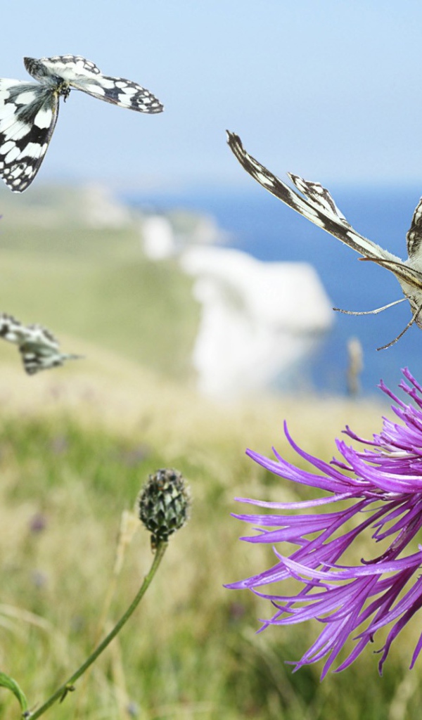 Бабочка садится на цветок