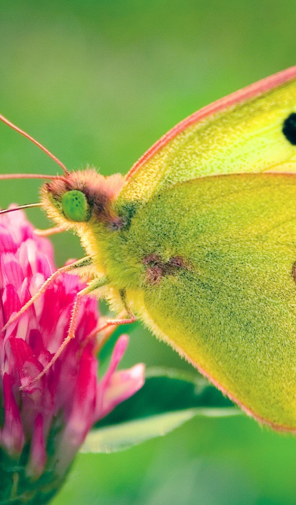 Бабочка в поле