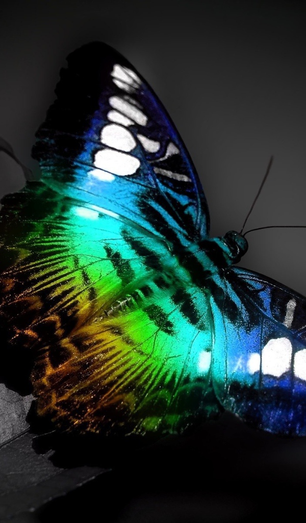 Красочная бабочка