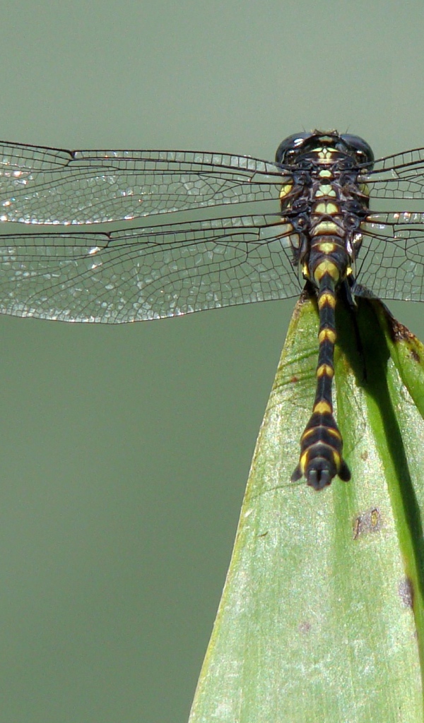 Стрекоза на кончике листа